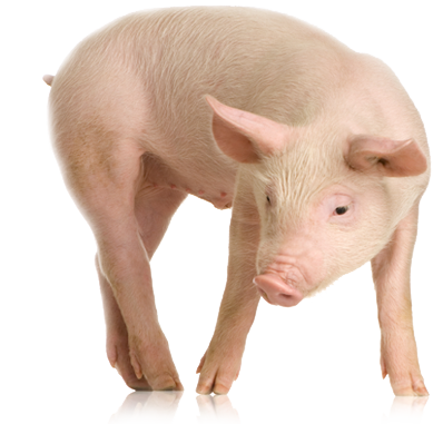 our-pigs